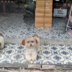 dog vietnam 2