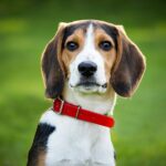 luke-macgillivray-p_qco2Eo-E0-unsplash